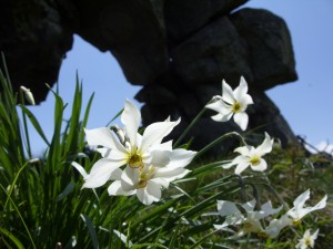 Rododendri, narcisi e ginestre: le 3 fioriture
